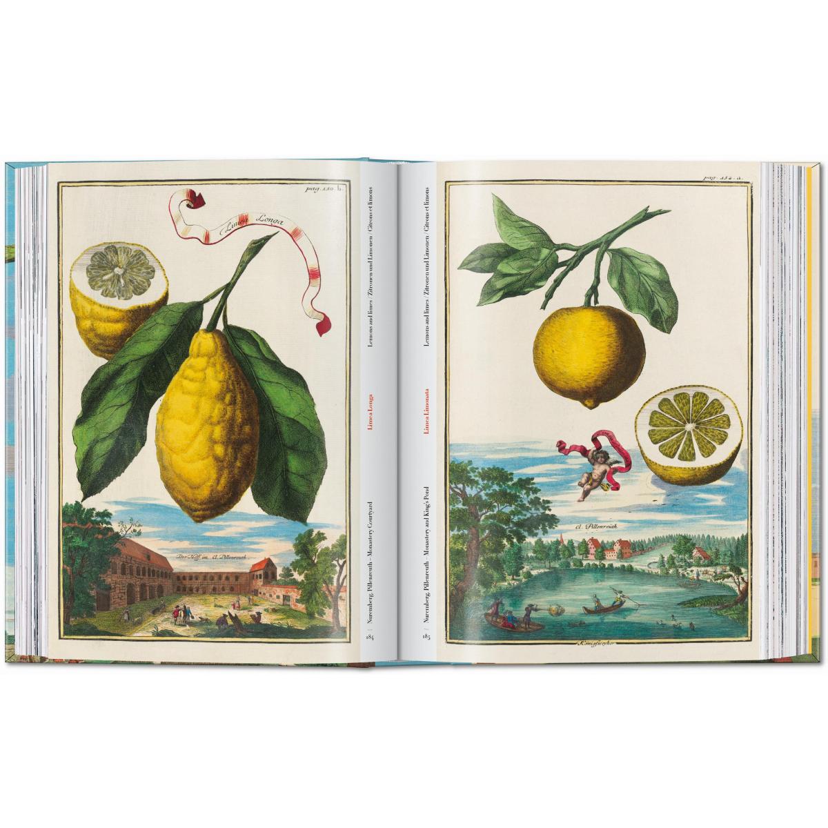 J. C. Volkamer. The Book of Citrus Fruits. 45th Ed. (Tapa dura