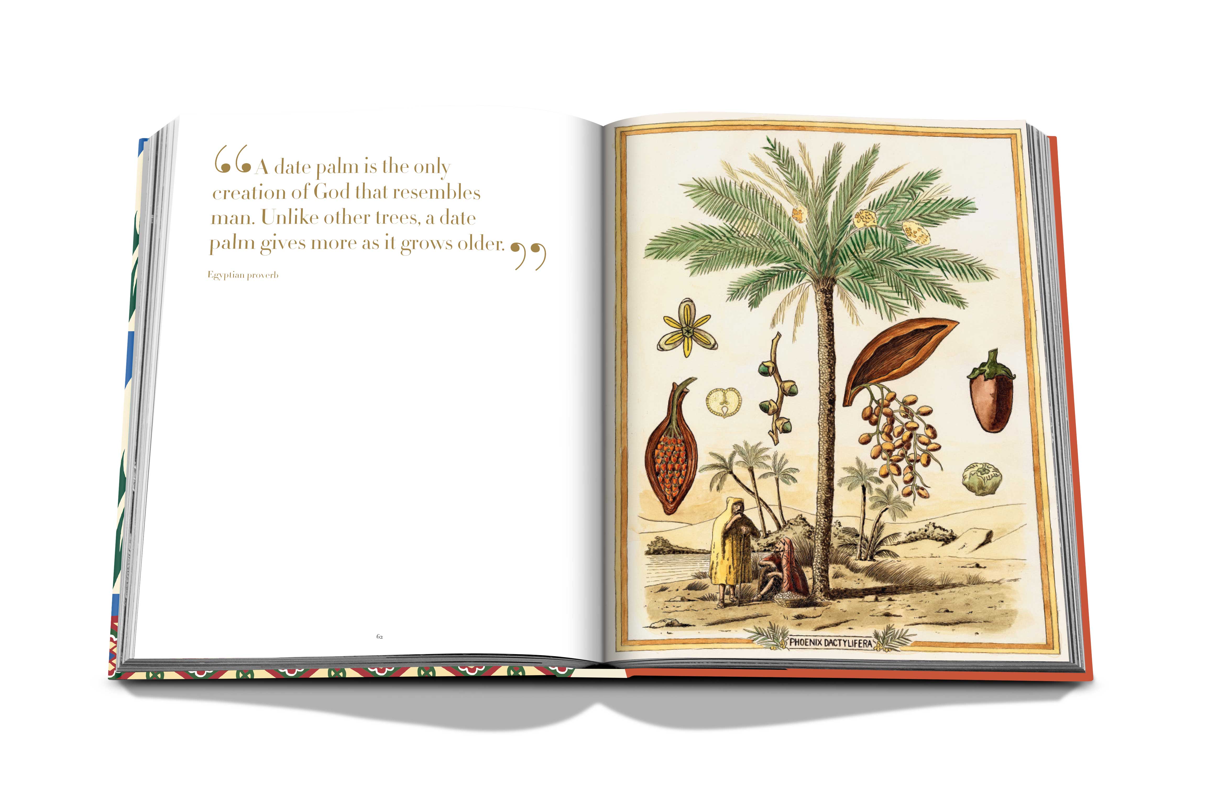 Saudi dates: a portrait of the sacred fruit 4