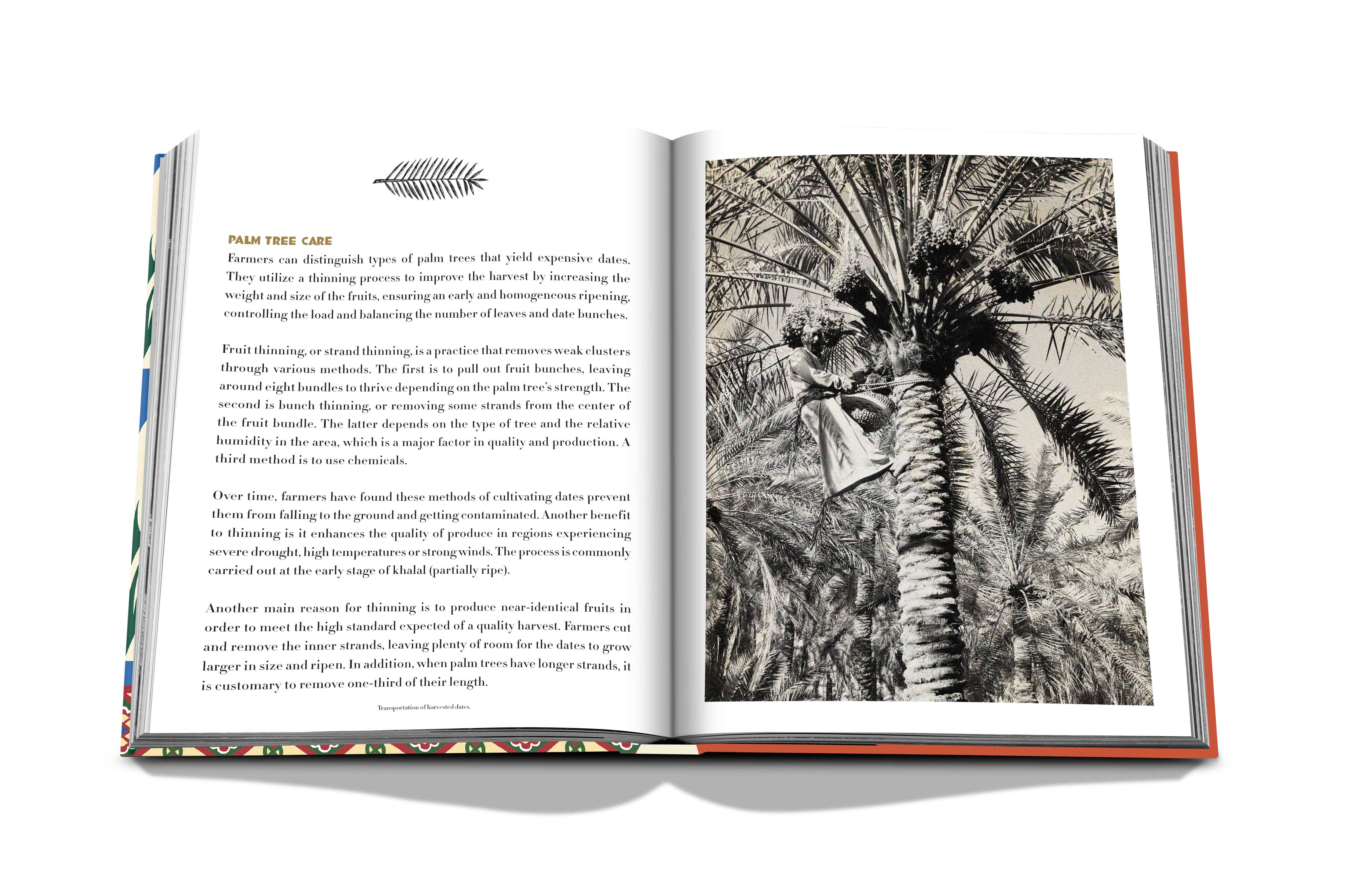 Saudi dates: a portrait of the sacred fruit 14