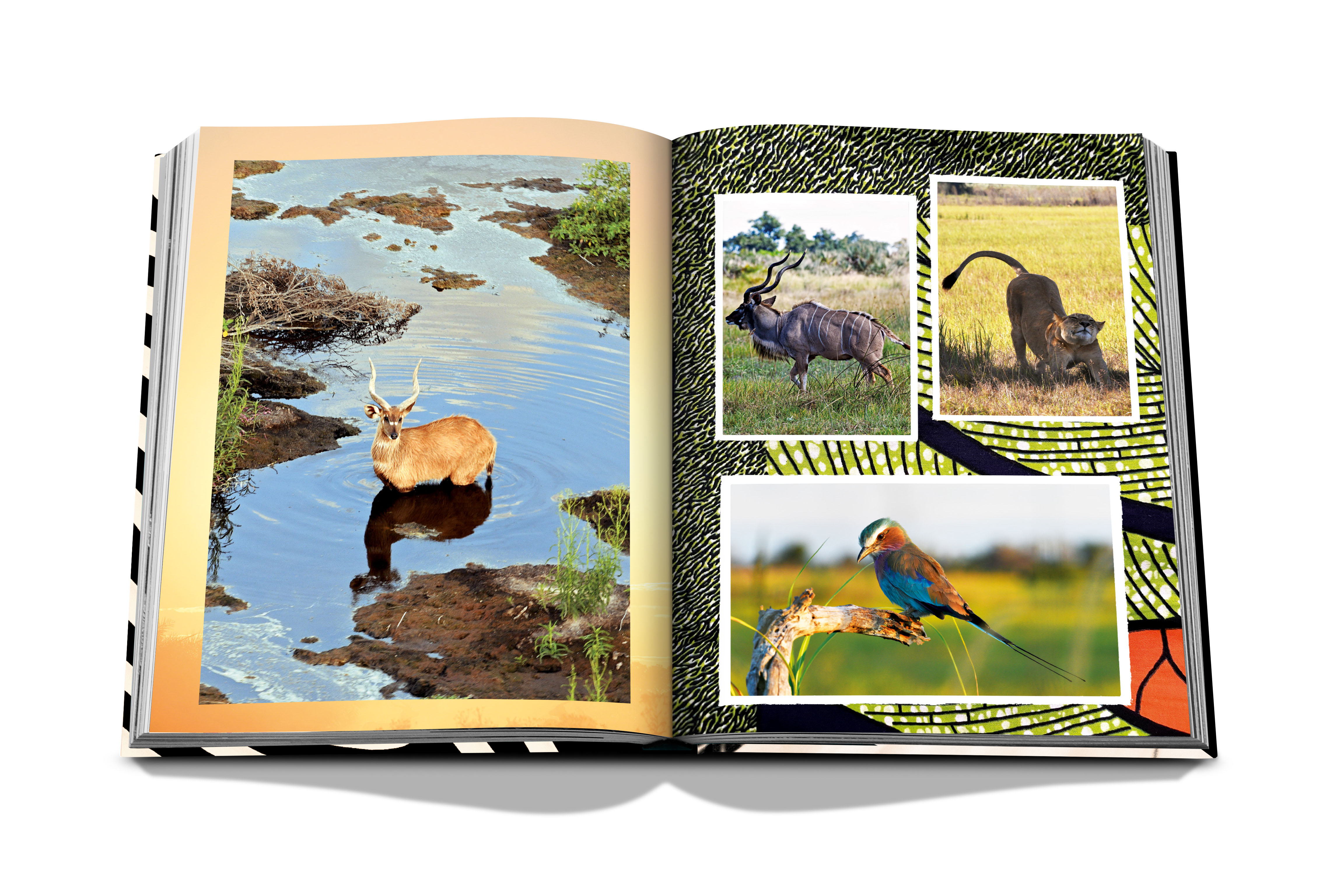 African adventures: the greatest safarion earth 5