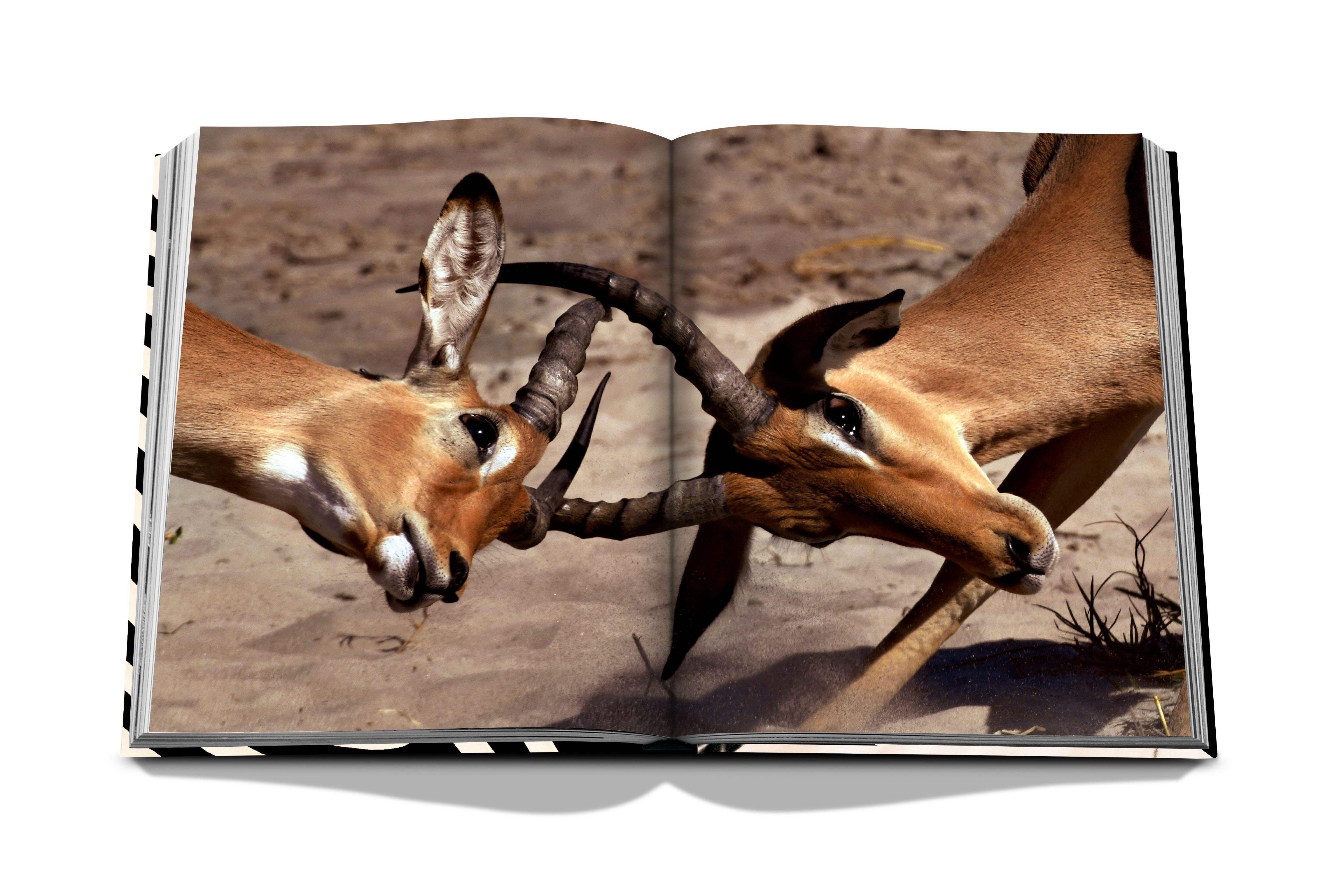 African adventures: the greatest safarion earth 6