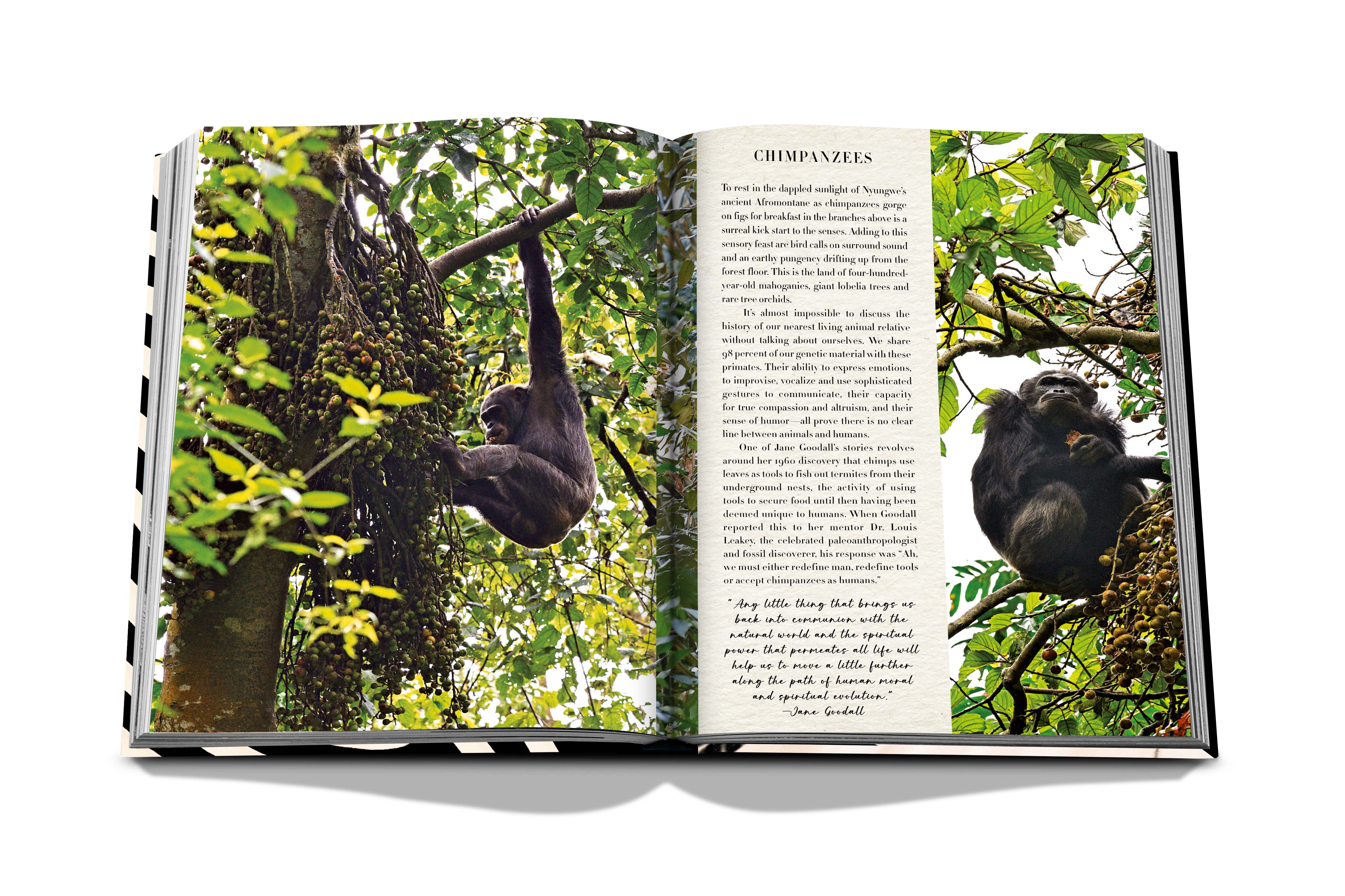 African adventures: the greatest safarion earth 9