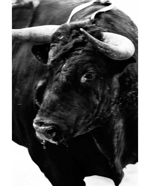 Sangre de Reyes (Capa dura) 1
