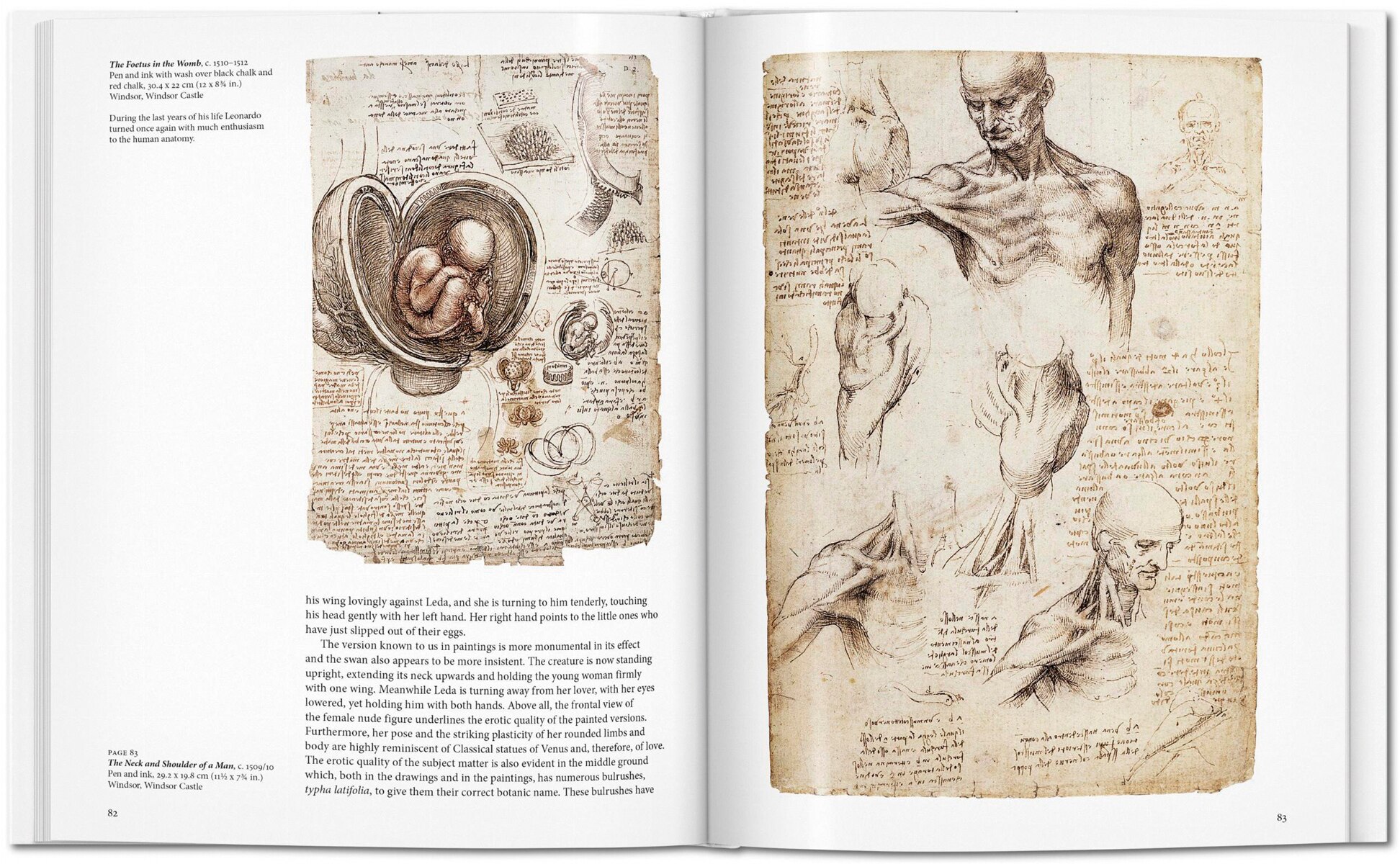 Leonardo (Capa dura) 4