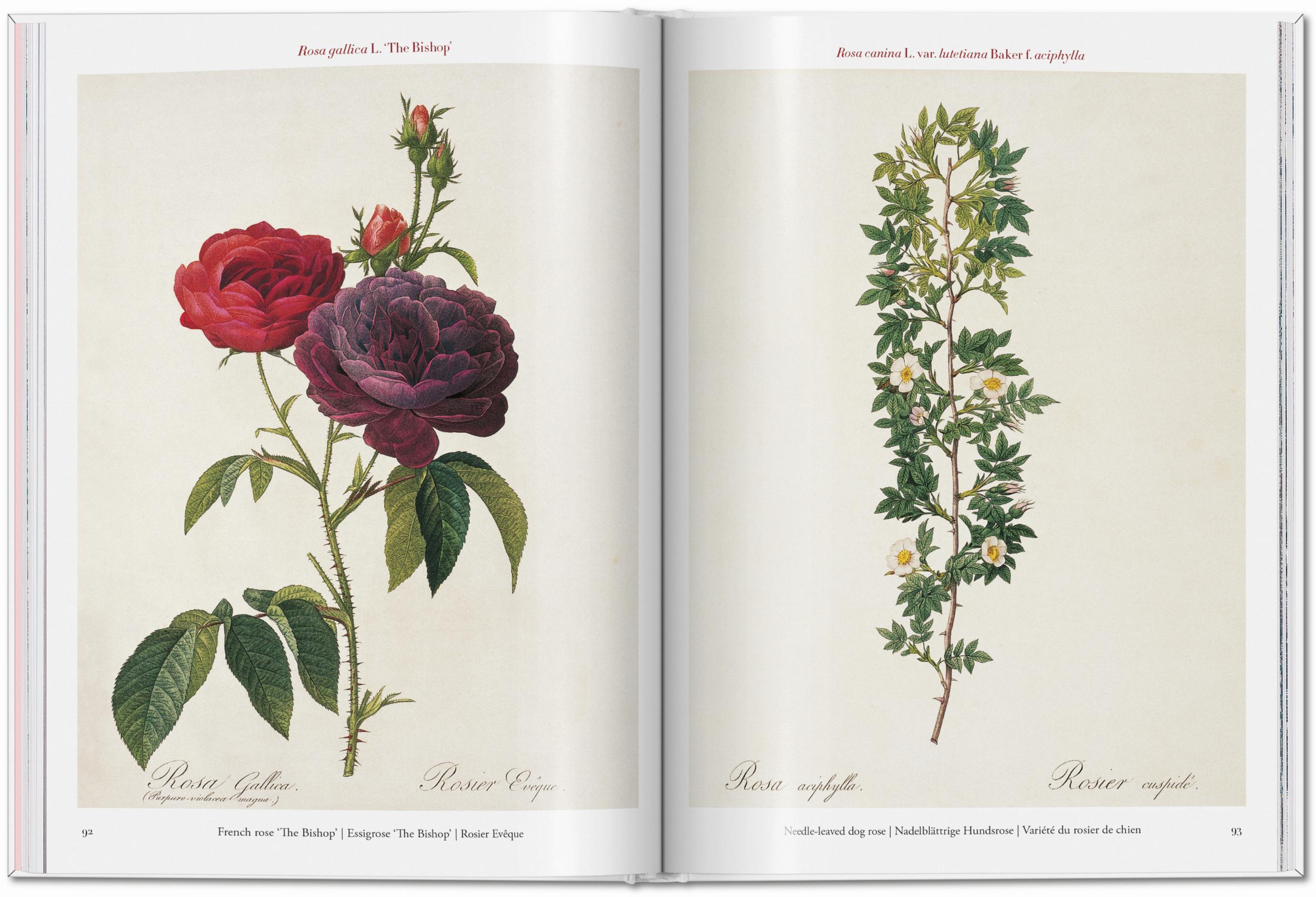Redouté. Roses (Capa dura) 3