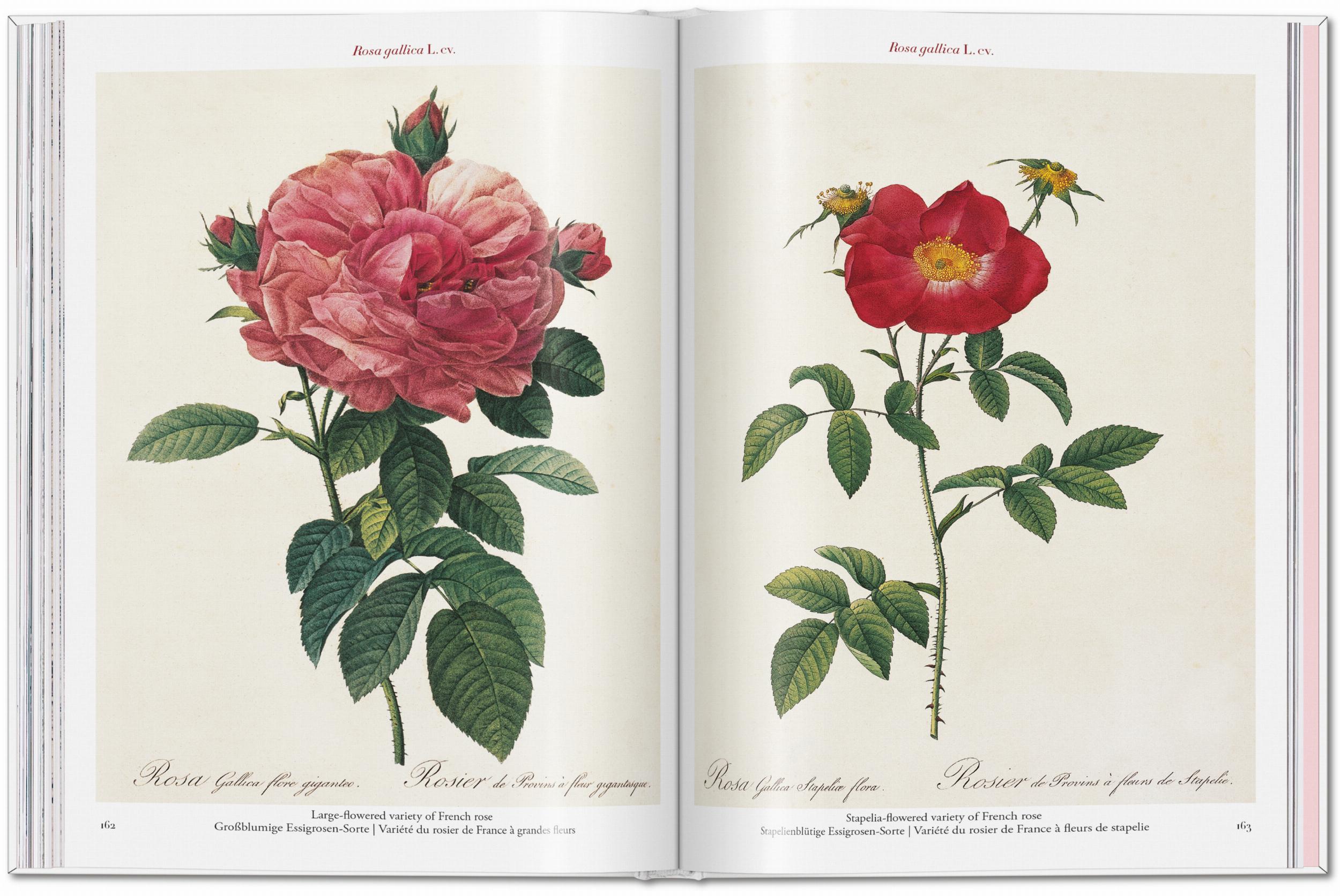 Redouté. Roses (Capa dura) 5