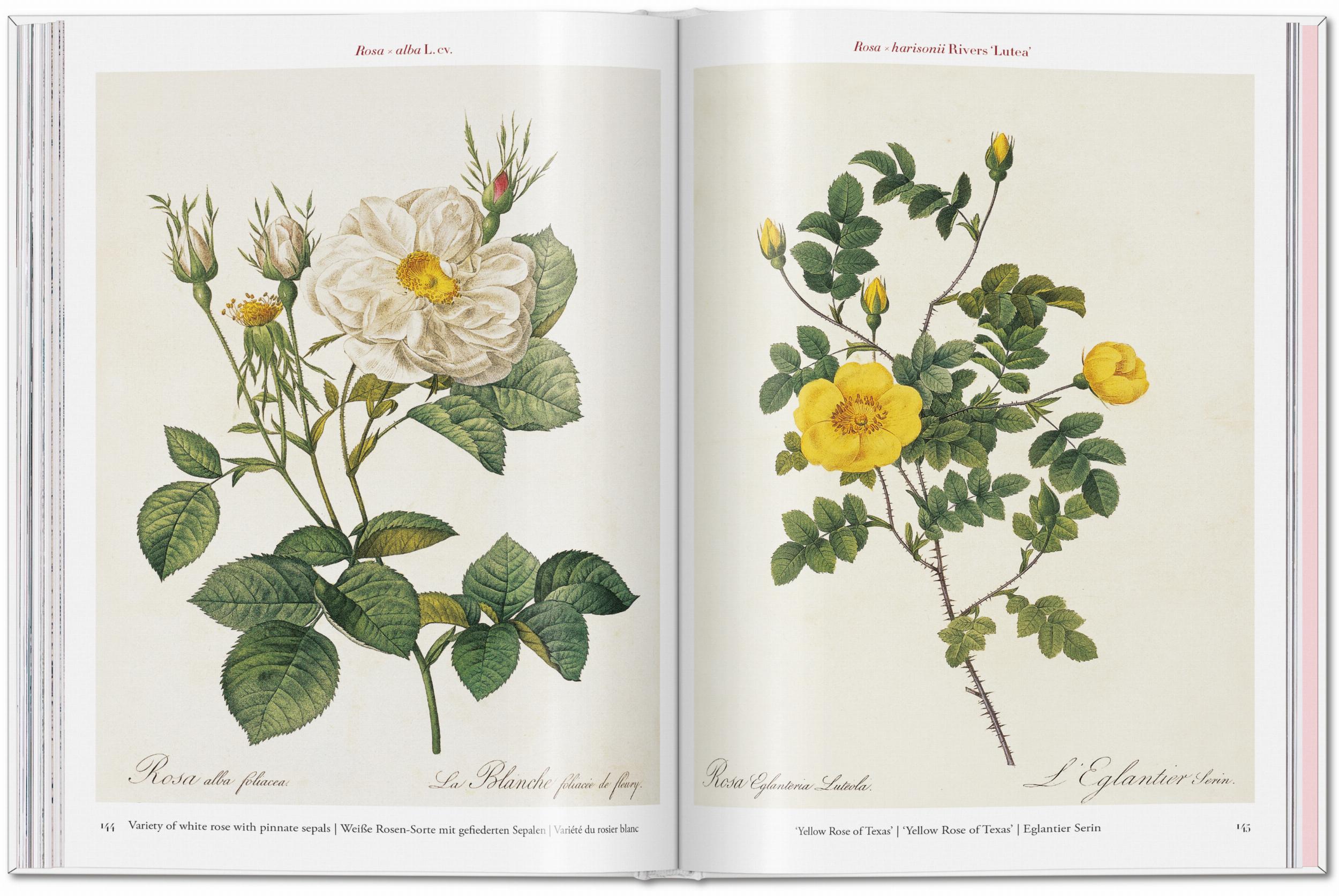 Redouté. Roses (Capa dura) 6