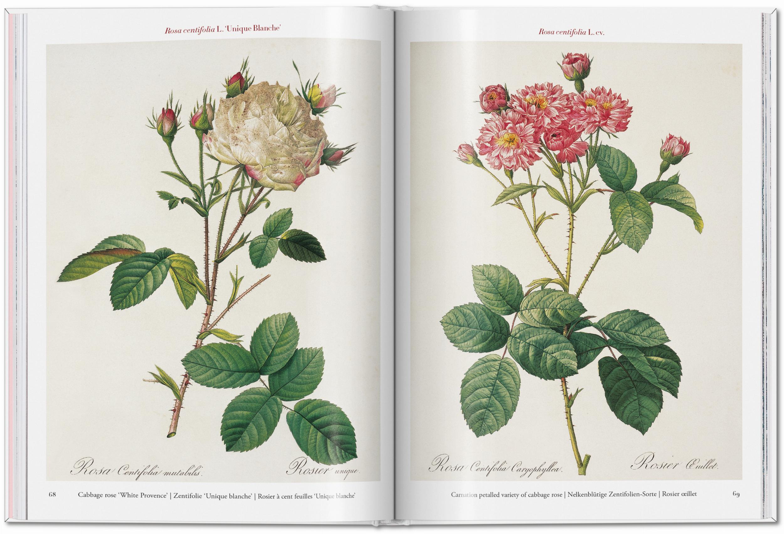 Redouté. Roses (Capa dura) 7