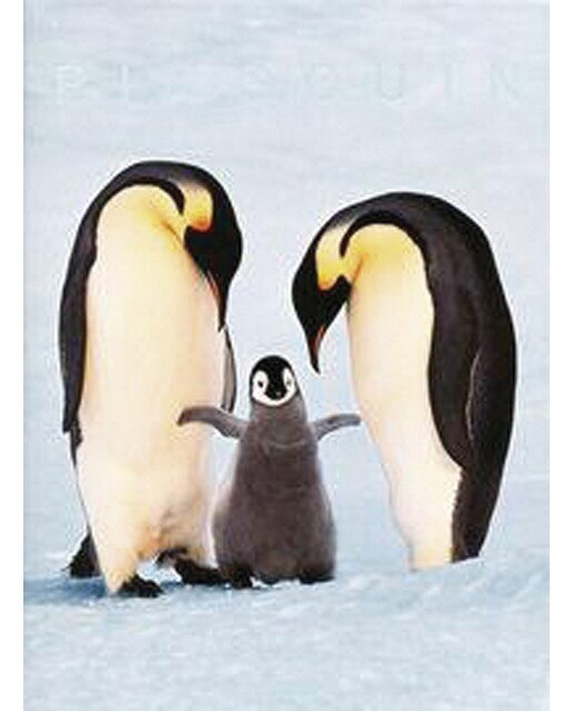 25 lanting penguin 1