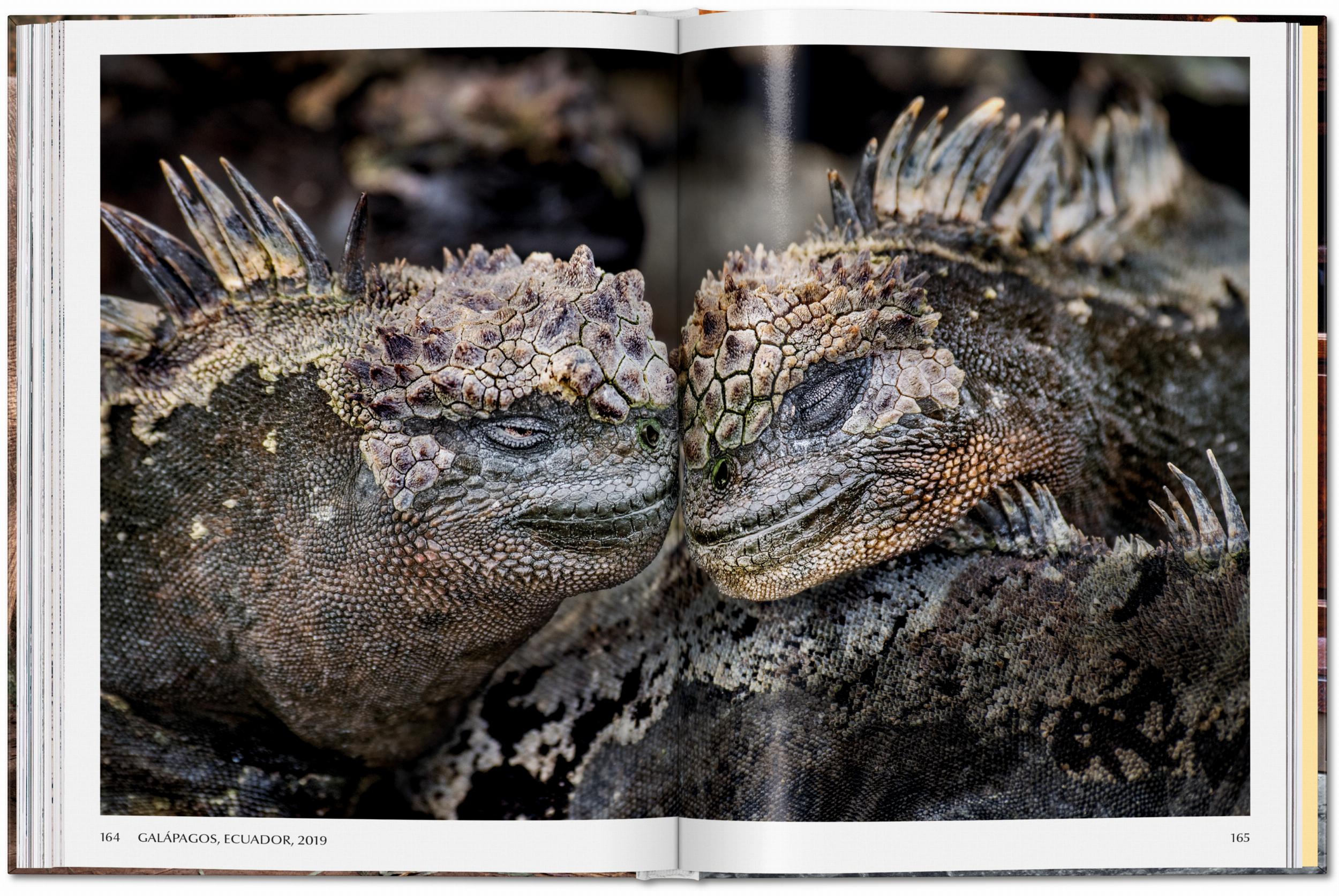 Steve McCurry. Animals (Capa dura) 9