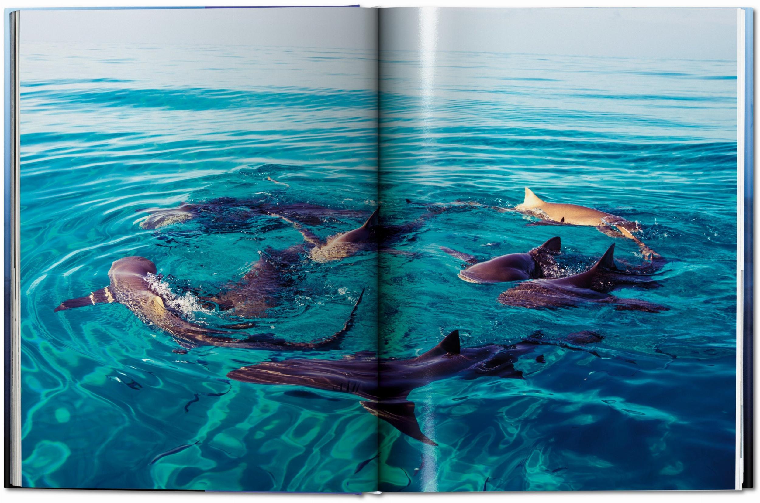 Michael Muller. Squali (Capa dura) 2