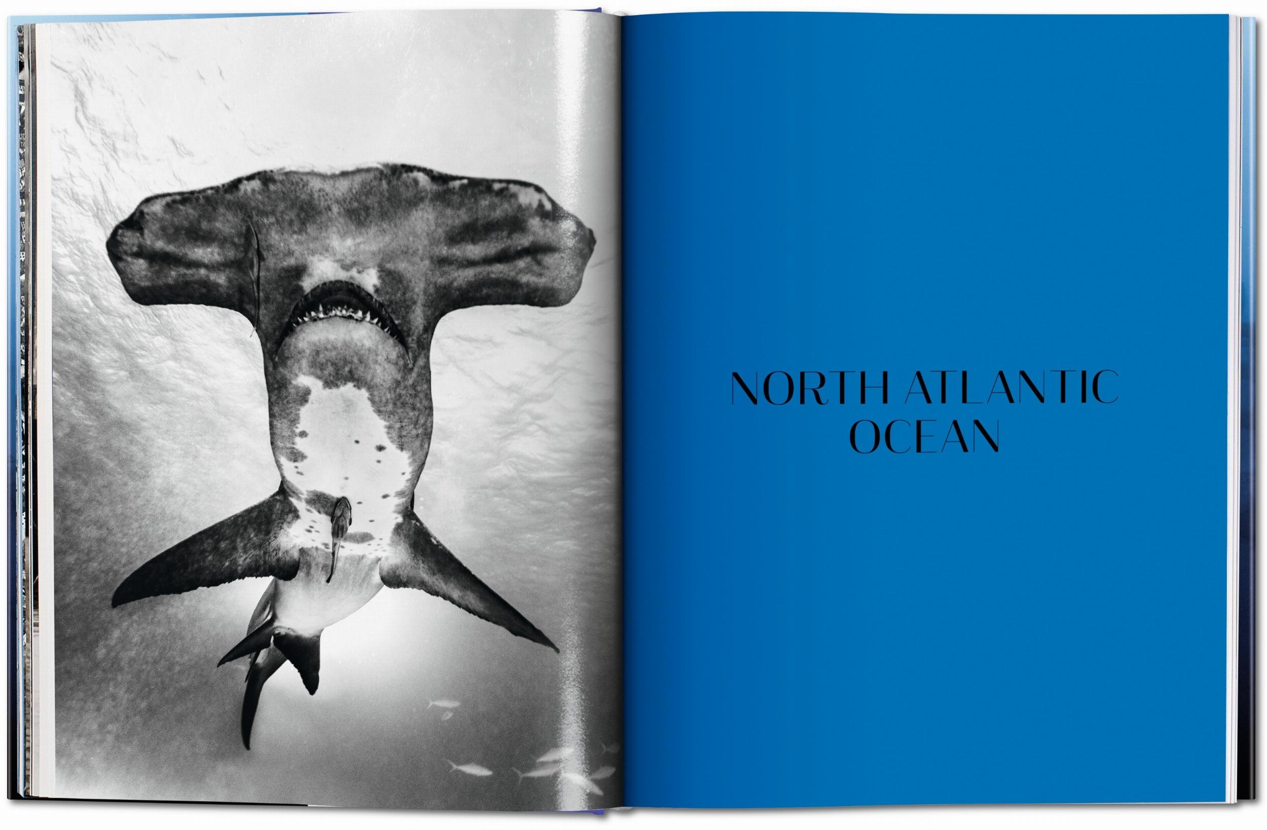 Michael Muller. Squali (Capa dura) 3