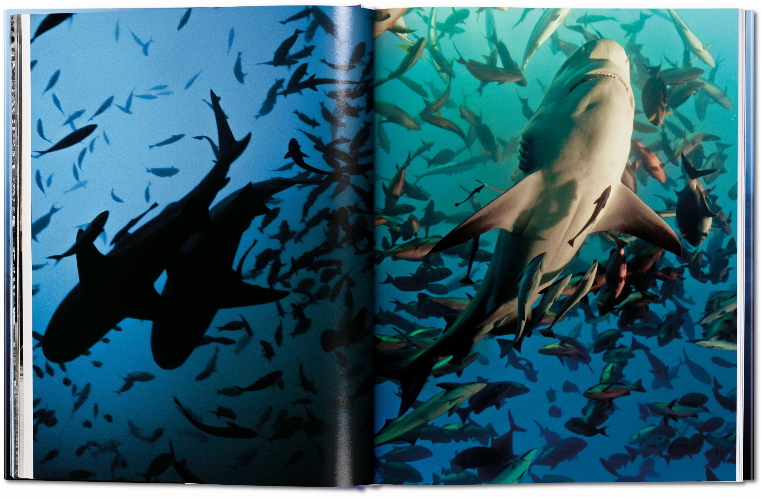 Michael Muller. Squali (Capa dura) 5
