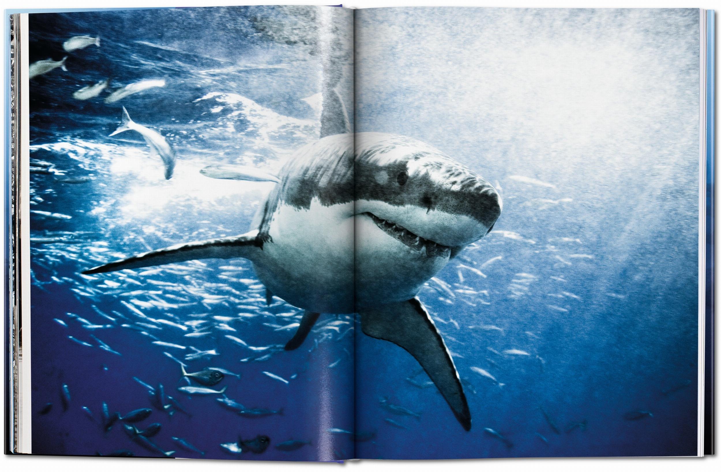 Michael Muller. Squali (Capa dura) 8