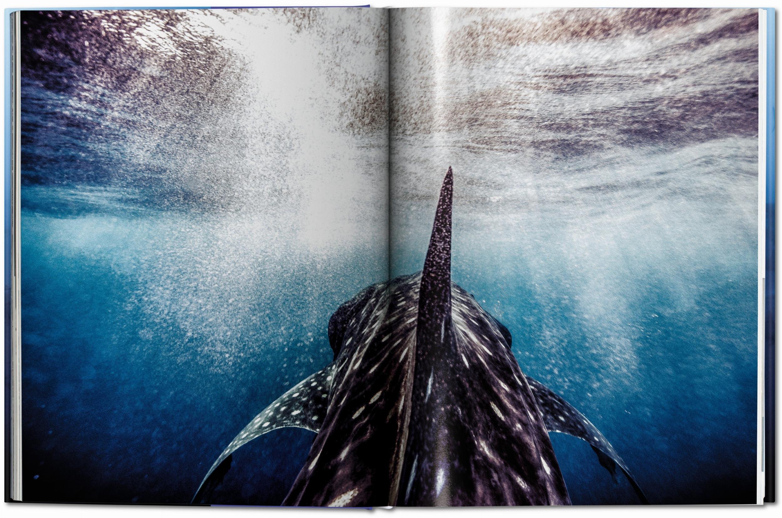 Michael Muller. Squali (Capa dura) 9