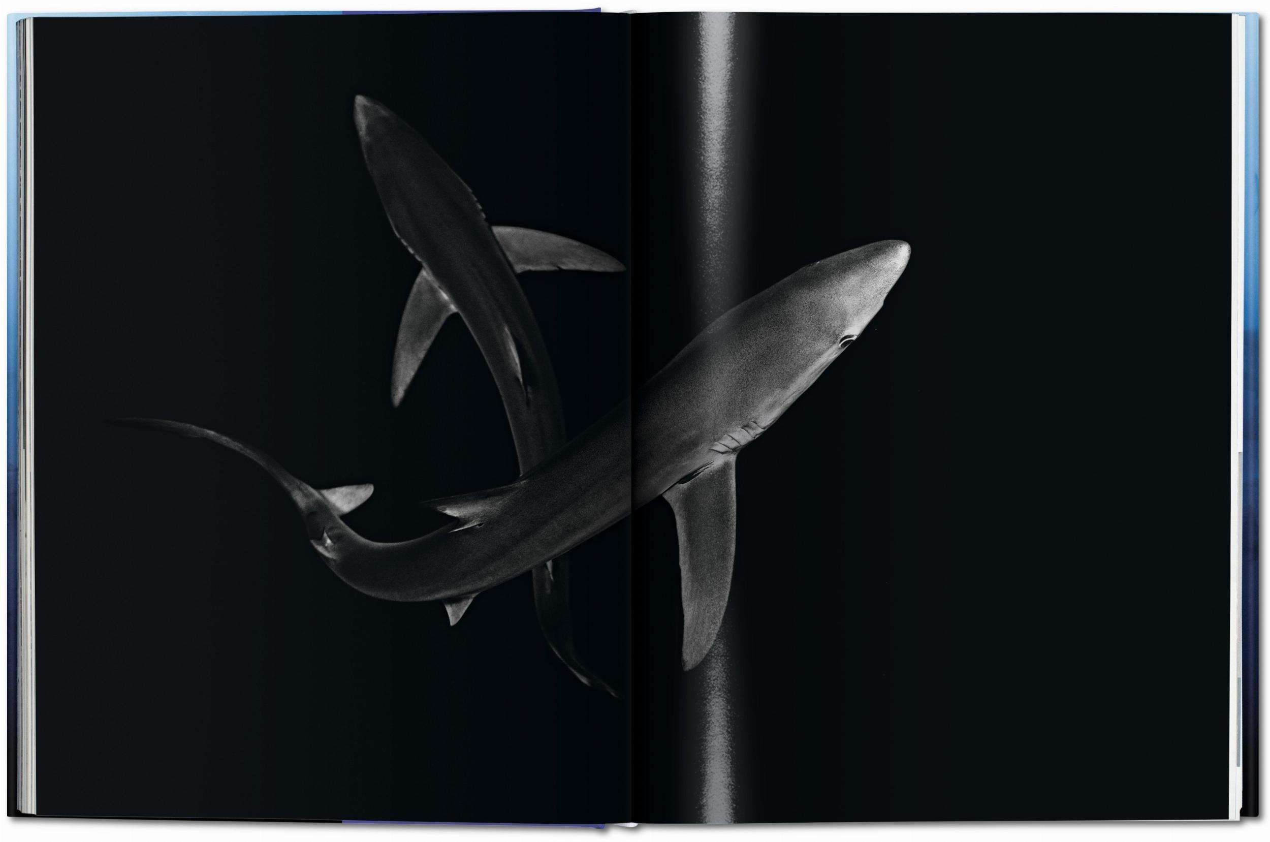 Michael Muller. Squali (Capa dura) 11
