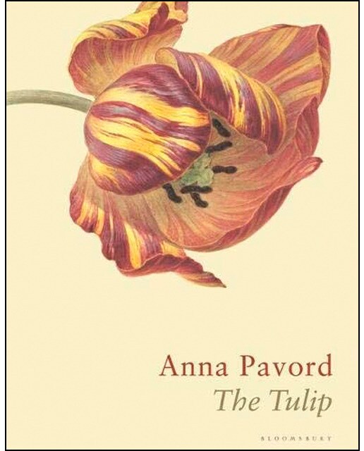 The tulip 1