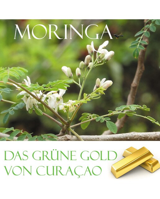 Das grüne gold von curacao: Moringa(Tapa blanda) 1