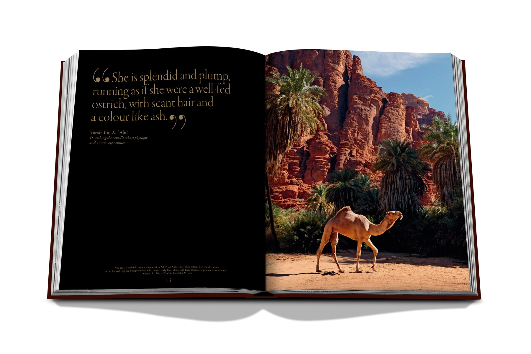 Grace in the desert: the beauty of saudi arabia's 11