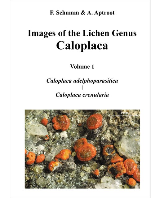 Images of the Lichen Genus Caloplaca, Vol 1: Caloplaca adelphoparasitica, Caloplaca crenularia (Capa dura) 1