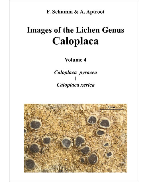 Images of the Lichen Genus Caloplaca, Vol4: Caloplaca pyracea, Caloplaca xerica (Capa dura) 1