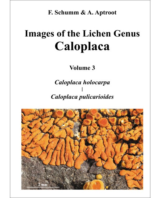 Images of the Lichen Genus Caloplaca, Vol 3: Caloplaca holocarpa, Caloplaca pulicarioides (Capa dura) 1