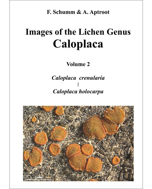Images of the Lichen Genus Caloplaca, Vol 2: Caloplaca crenularia, Caloplaca holocarpa (Capa dura) 1
