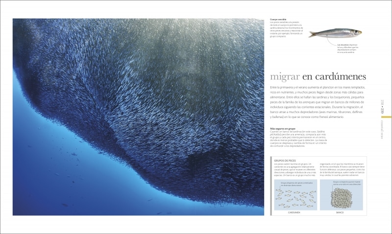 Océanos Nueva edición: El mundo secreto de las profundidades marinas  (Tapa dura) 2