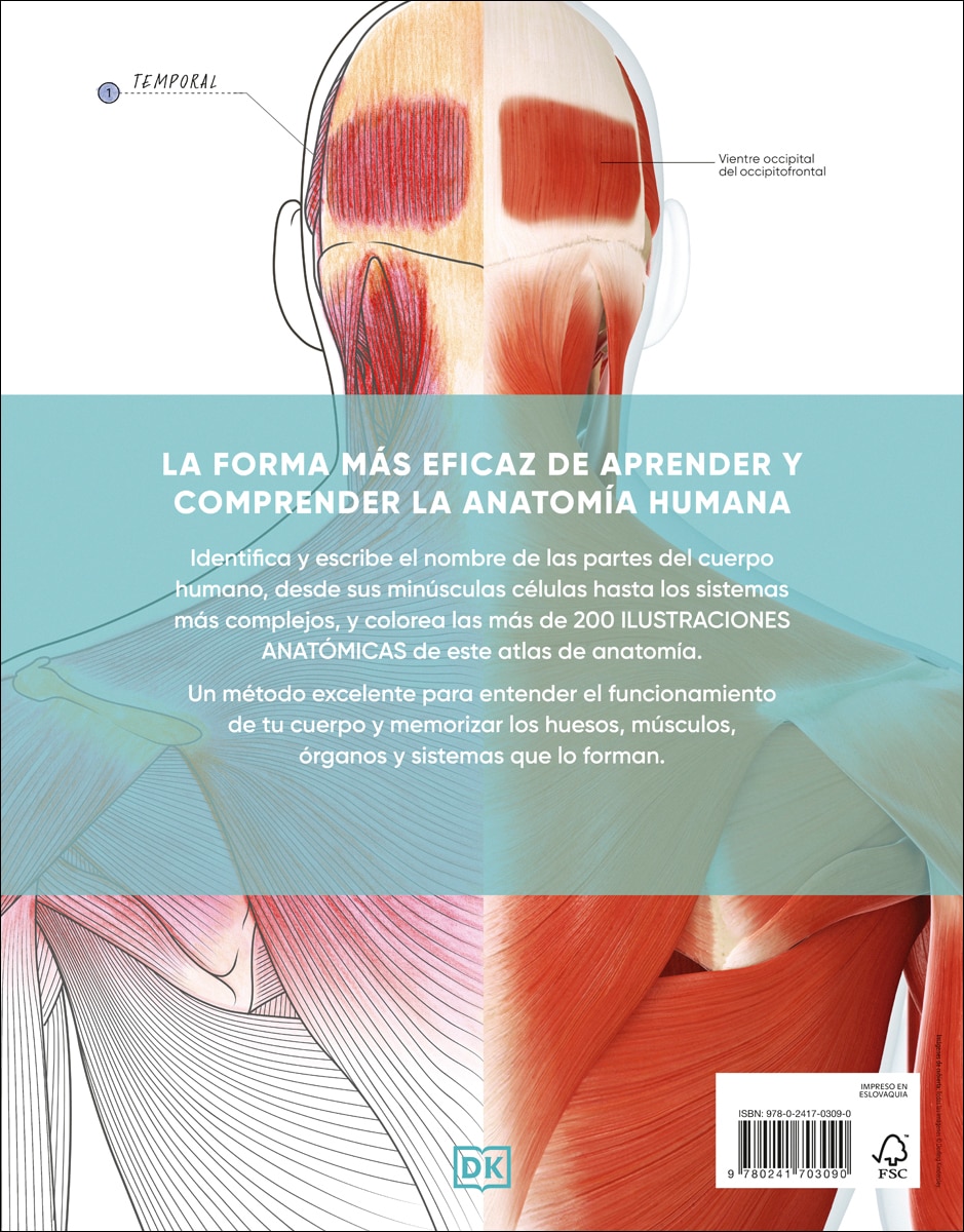Atlas de anatomía para colorear: Guía de estudio (Capa mole) 4