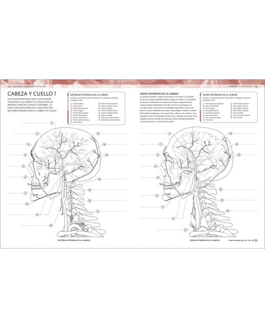 Atlas de anatomía para colorear: Guía de estudio (Capa mole) 6