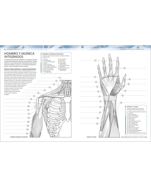 Atlas de anatomía para colorear: Guía de estudio (Capa mole) 7