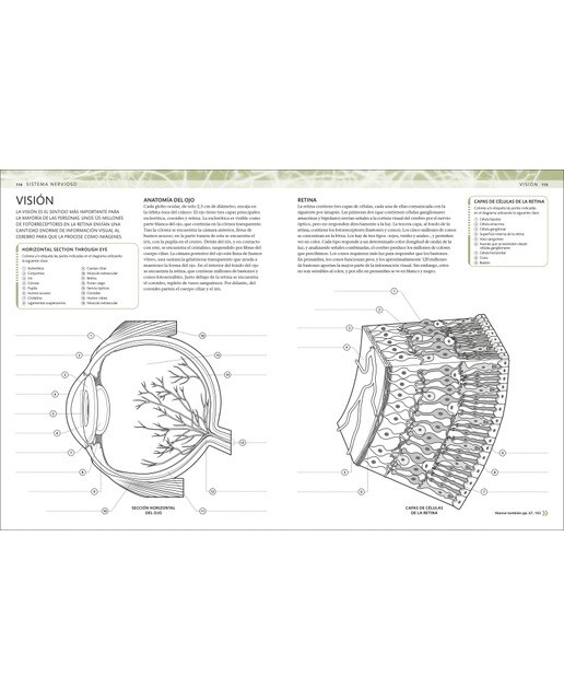 Atlas de anatomía para colorear: Guía de estudio (Capa mole) 8