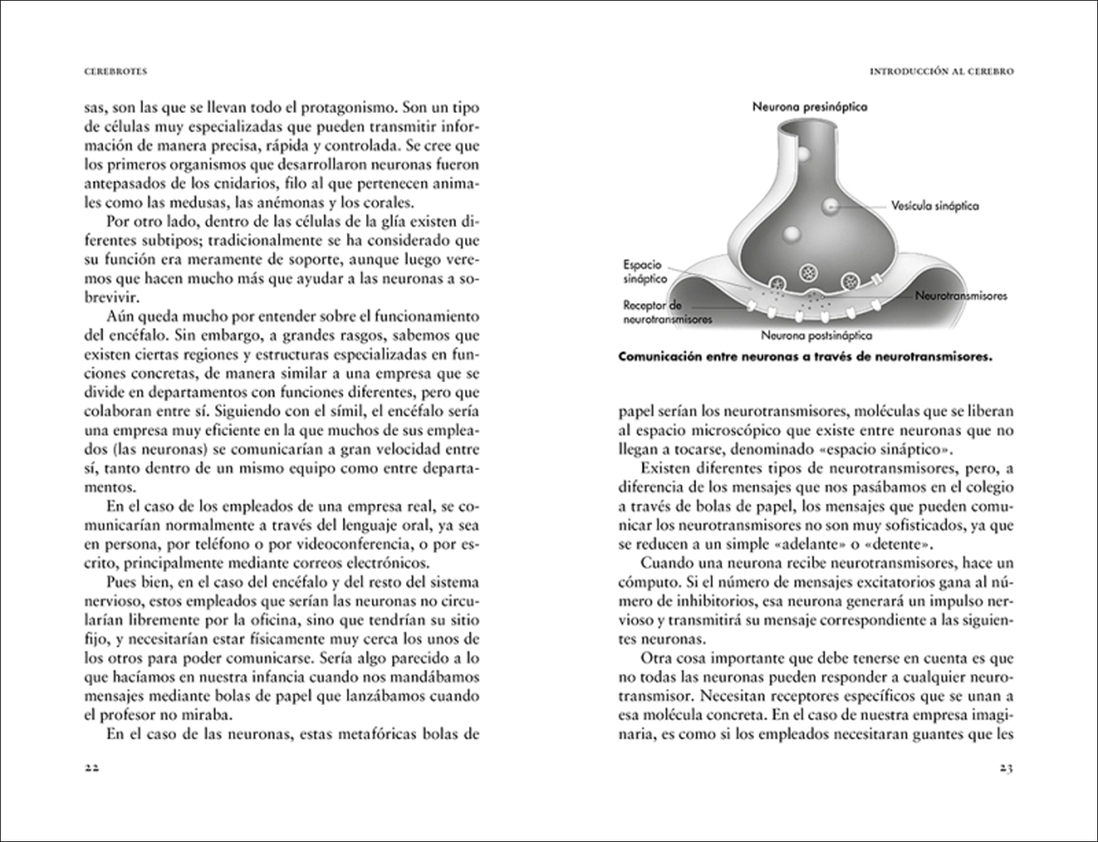 Cerebrotes: Cultiva y moldea tu cerebro gracias a la neuroplasticidad (Capa mole) 6
