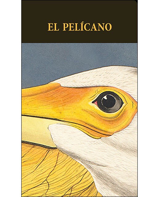 El pelícano
