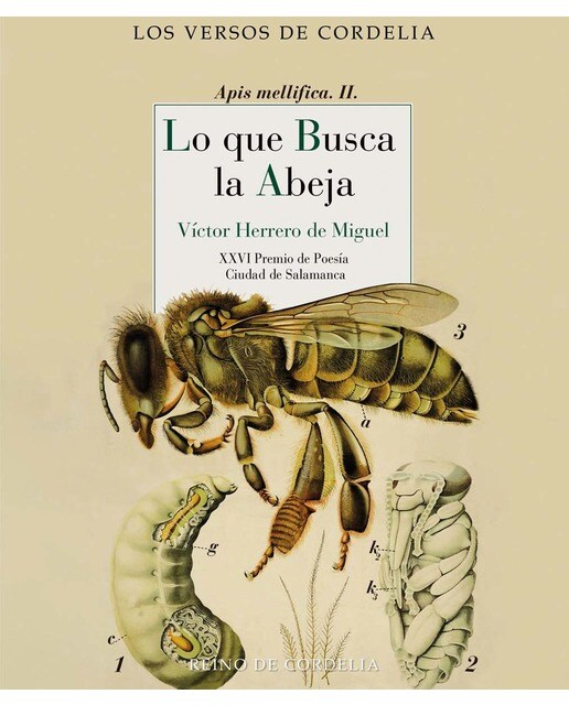 Imagen 0 de Lo que busca la abeja: XXVI Premio de Poesía Ciudad de Salamanca (Tapa blanda)