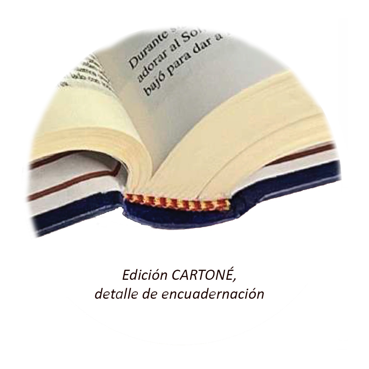 La Biblia Latinoamérica (Letra Grande cartoné color) (Capa dura) 4