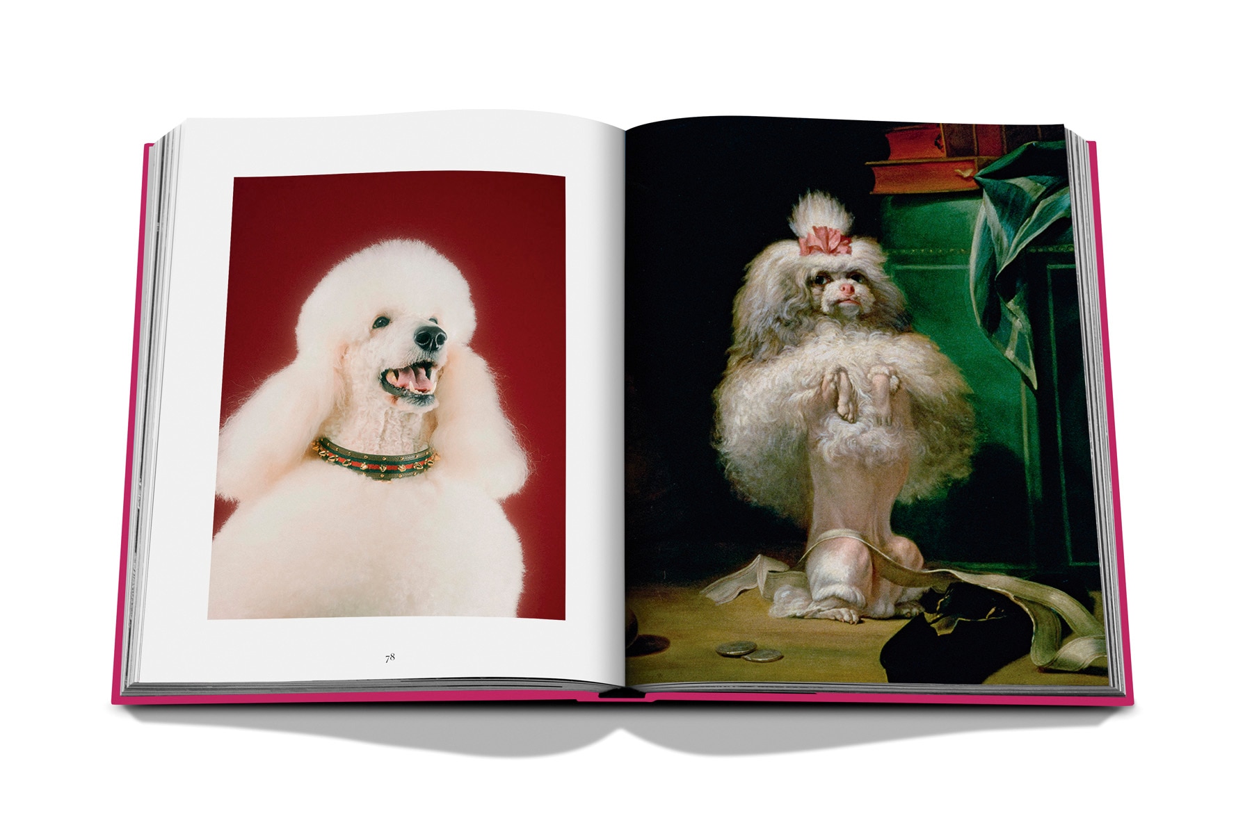 Chic dogs 6