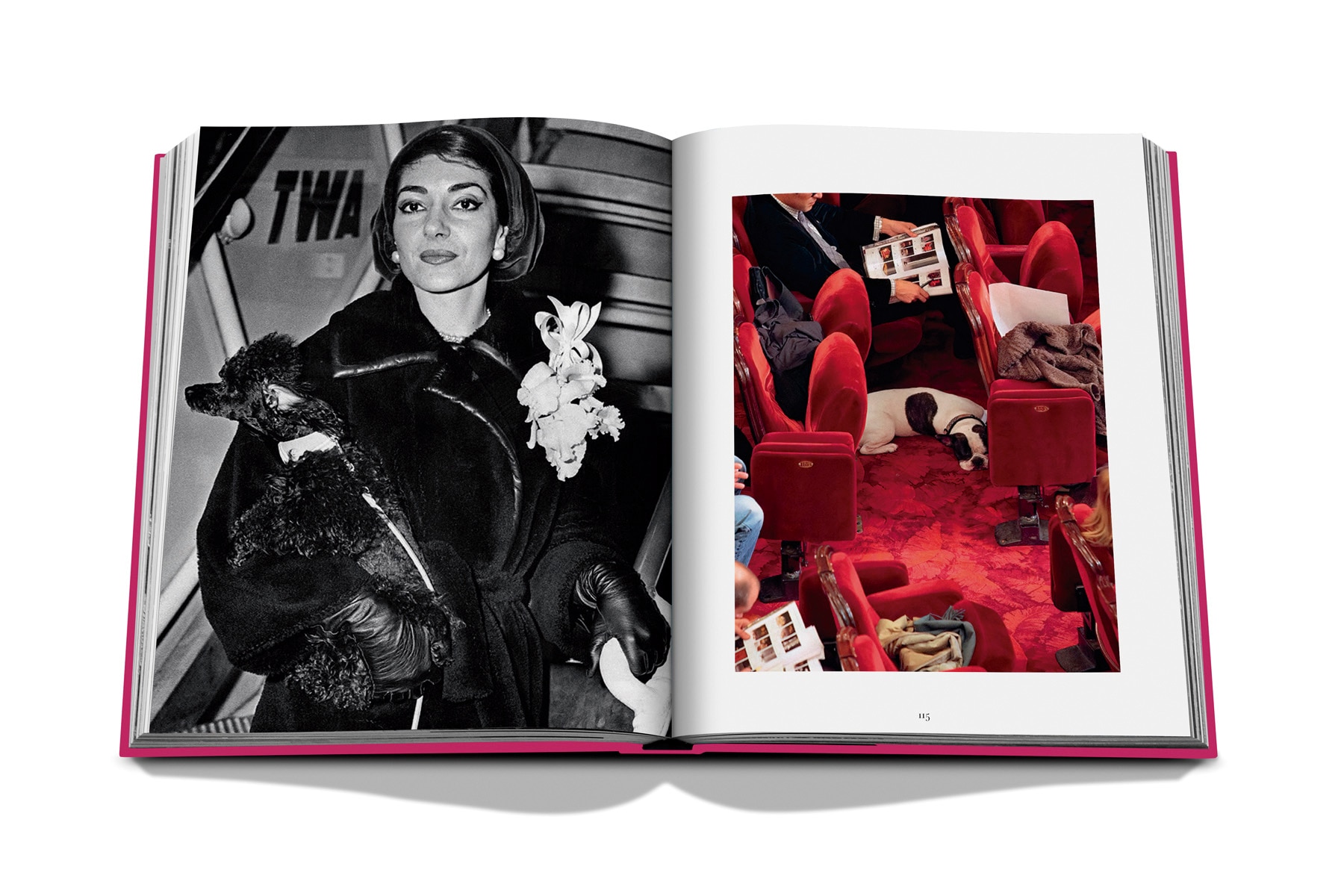 Chic dogs 8
