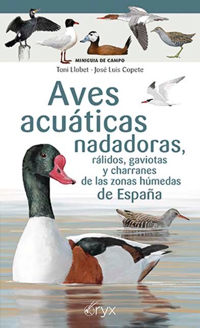 Aves acuáticas nadadoras, rálidos, gaviotas y charranes de las zonas húmedas de España (Capa mole) 1