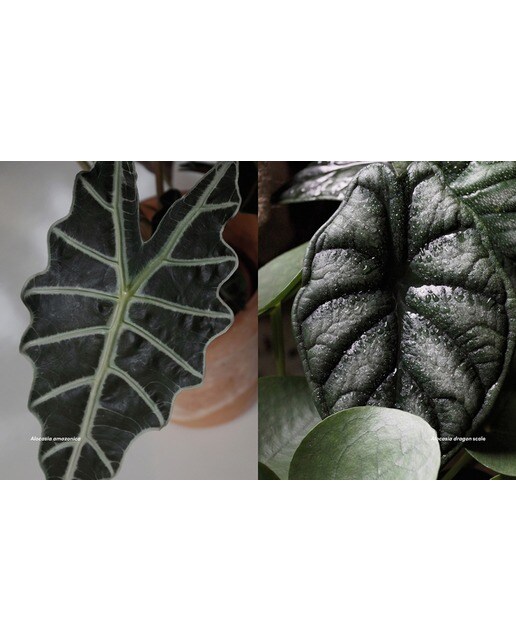 Plantas para ser feliz: Autocuidado y plantfulness para calmar la mente(Tapa blanda) 4