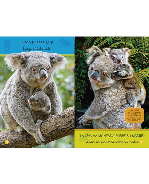 Aprende a leer con National Geographic (Prelectores) - Koalas: Con letra ligada y mayúscula (Capa mole) 2
