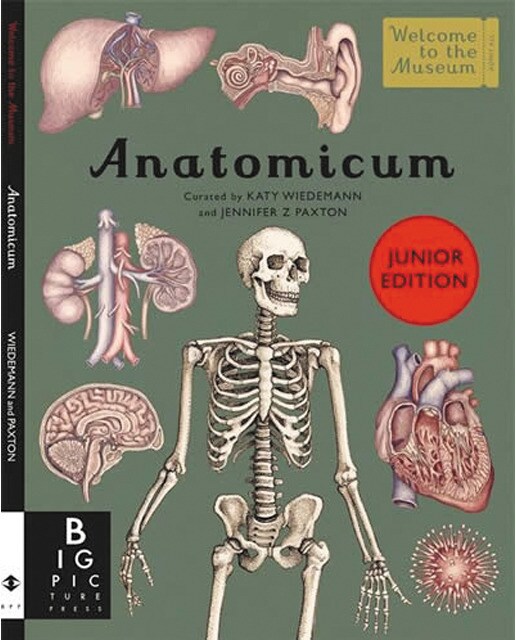 Anatomicum junior 1