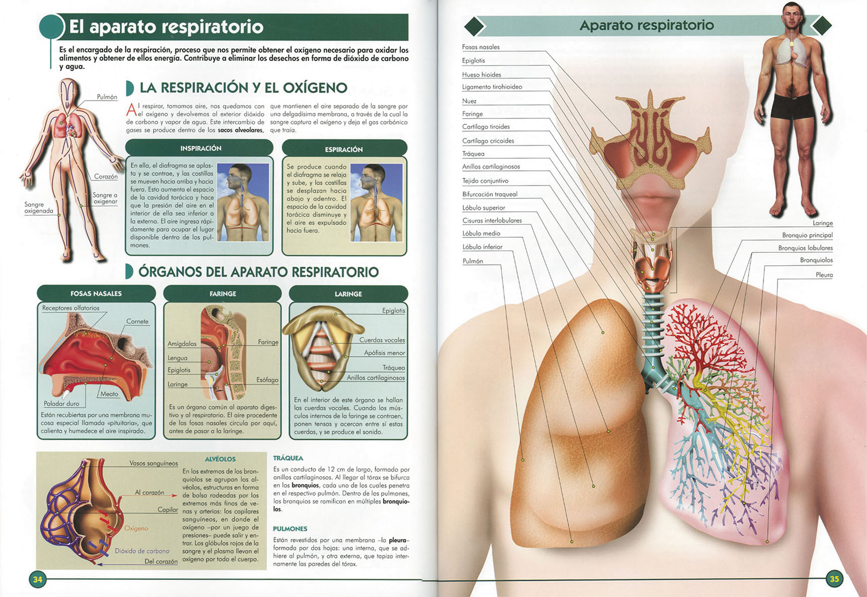 El Cuerpo Humano (Capa dura) 3