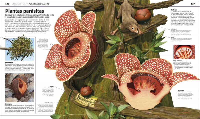Plantas y hongos (Mundo 3D): El reino vegetal como nunca antes lo habías visto (Tapa dura) 3