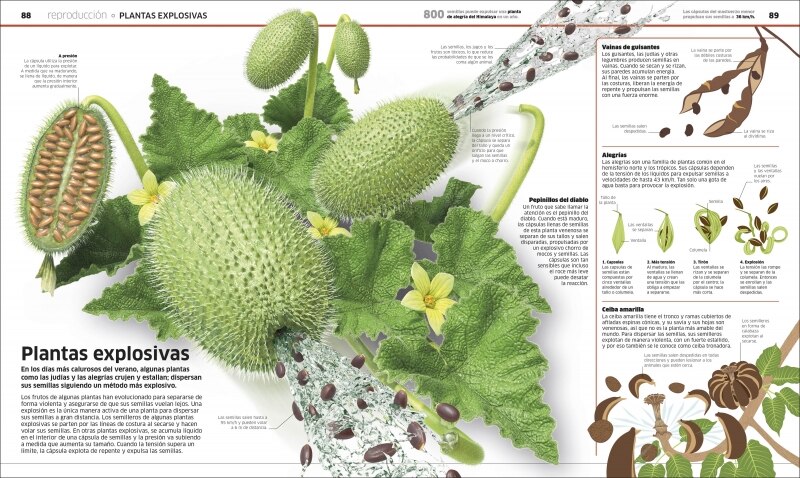 Plantas y hongos (Mundo 3D): El reino vegetal como nunca antes lo habías visto (Tapa dura) 5