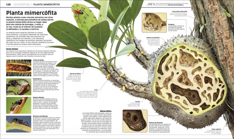 Plantas y hongos (Mundo 3D): El reino vegetal como nunca antes lo habías visto (Tapa dura) 6