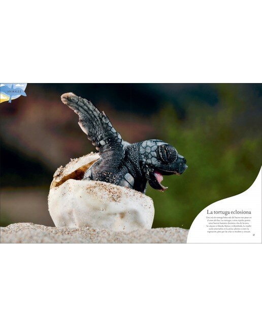 Tesoros de la naturaleza (Planeta curioso) (Tapa dura) 10