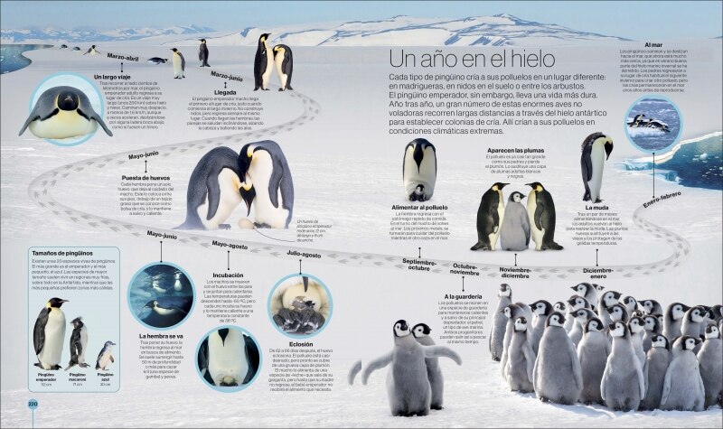 Los ciclos de la naturaleza: Recorridos visuales por el mundo natural  (Tapa dura) 4