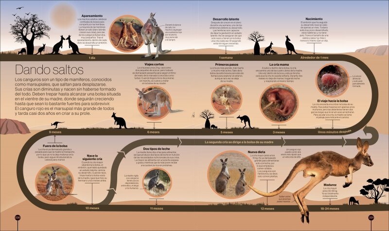 Los ciclos de la naturaleza: Recorridos visuales por el mundo natural  (Tapa dura) 5