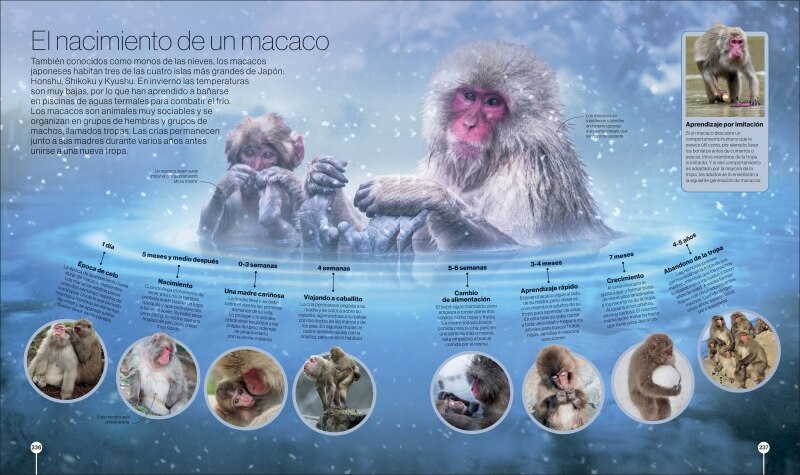 Los ciclos de la naturaleza: Recorridos visuales por el mundo natural  (Tapa dura) 6